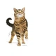 Сухой корм Royal Canin Appetite Control для стерилизованных кошек склонных к выпрашиванию корма 4кг - изображение 2