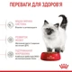 Сухой корм Royal Canin KITTEN для котят 20кг - изображение 2