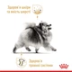 Сухой корм для собак породы померанский шпиц Royal Canin Pomeranian Adult 3 кг - изображение 2