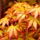 Японский клен (Japanese maple) Orange Dream,140-150 см, горшок ⌀33 - изображение 2