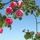 Арка садовая для цветов металлическая садовый декор пергола FlowerStand 240 x 150 x 37 см - изображение 12