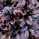 Живучка повзуча Атропурпуреа (Ajuga reptans Atropurpurea) поділка - зображення 3