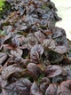 Живучка повзуча Атропурпуреа (Ajuga reptans Atropurpurea) поділка - зображення 5