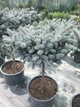 Ель Glauca Globoza Ра0.5-0.7 м - изображение 3