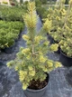 Сосна sylvestris WinterGold 20л - изображение 2