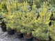 Сосна sylvestris WinterGold 20л - изображение 3
