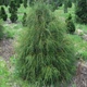 Туя Filiformis - изображение 2