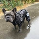 Одяг для собак дощовик "Hunter FRB" без підкладки SKU 004431 Розмір M. Your Stylish Hunter. Для собак середніх порід: французький бульдог, мопс. Водостійкий одяг для собаки. - зображення 7
