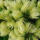 Саженцы Ели канадской Дейзи Уайт (Picea glauca Daisy's White) Р9 - изображение 2