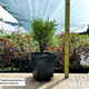Саджанці Туї західної Даніка (Thuja occidentalis Danica) Р9 - зображення 4