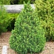 Саженцы Ели канадской Коника (Picea glauca Conica) Р9 - изображение 2