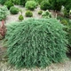 Саженцы Можжевельника горизонтального Вилтони&nbsp;(Juniperus horizontalis Wiltonii) Р9 - изображение 4