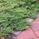 Саженцы Можжевельника горизонтального Вилтони&nbsp;(Juniperus horizontalis Wiltonii) Р9 - изображение 9