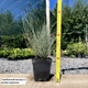 Саженцы Овсяницы Сизой (Festuca cinerea) Р9 - изображение 2