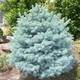 Саженцы Ели колючей голубой Кейбаб (Picea pungens Glauca Kaibab) Р9 - изображение 1