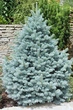 Саженцы Ели колючей голубой Кейбаб (Picea pungens Glauca Kaibab) Р9 - изображение 3