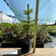 Саженцы Ели колючей голубой Кейбаб (Picea pungens Glauca Kaibab) Р9 - изображение 5