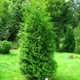 Саженцы Туи западной Брабант (Thuja occidentalis Brabant) Р9 - изображение 3