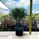 Саджанці Туї західної Мікі (Thuja occidentalis Mecki) Р9 - зображення 2