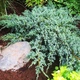 Саджанці Ялівцю лускатого Блю Карпет (Juniperus squamata Blue Carpet) Р9 - зображення 5