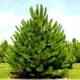 Саженцы Сосны обыкновенной (Pinus sylvestris) Р9 - изображение 4
