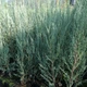 Саджанці Ялівцю скельного Блю Арроу (Juniperus scopulorum Blue Arrow) С2 - зображення 5