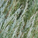 Саженцы Можжевельника скального Блю Эрроу-Арроу (Juniperus scopulorum Blue Arrow) Р9 - изображение 8
