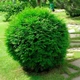 Саженцы Туи западной Глобоза&nbsp;(Thuja occidentalis Globosa) Р9 - изображение 1
