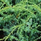 Саженцы Можжевельника китайского Блю Альпс (Juniperus chinensis Blue Alps) Р9 - изображение 3