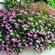 Саджанці Спіреї японської Літтл Принцес (Spiraea japonica Little Princess) Р9 - зображення 1