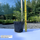 Саджанці Спіреї японської Літтл Принцес (Spiraea japonica Little Princess) Р9 - зображення 2