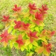 Саджанці Спіреї крупнолистної Макрофіла (Spiraea japonica Macrophylla) Р9 - зображення 1