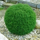 Саджанці Туї західної Тедді (Thuja occidentalis Teddy) Р9 - зображення 2