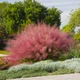 Саджанці Мюленбергії волосовидної (Muhlenbergia reverchonii) Р9 - зображення 3