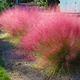 Саджанці Мюленбергії волосовидної (Muhlenbergia reverchonii) Р9 - зображення 2