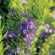 Саженцы Розмарина лекарственного (Salvia rosmarinus) Р9 - изображение 1