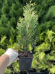 Саженцы Туи западной Смарагд (Thuja occidentalis Smaragd) Р9 - изображение 5