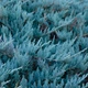 Саженцы Можжевельника горизонтального Блю Чип&nbsp;(Juniperus horizontalis Blue Chip) Р9 - изображение 3