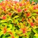 Саженцы Спиреи японская Голдфлейм (Spiraea japonica Goldflame) Р9 - изображение 1