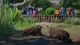 Ключ активации Planet Zoo: Ultimate Edition для Xbox Series S/X - изображение 3