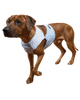 Охлаждающий жилет для собак Paikka Cool Vest Snow Leo ( XS ) - изображение 2