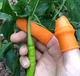 Секатор на большой палец 5 см - изображение 1