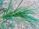 Сосна Арманда семена (10 шт) (Pinus armandii) белая китайская кедровая сосна Армана - изображение 2