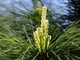 Сосна Арманда семена (10 шт) (Pinus armandii) белая китайская кедровая сосна Армана - изображение 3