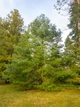 Сосна Арманда семена (10 шт) (Pinus armandii) белая китайская кедровая сосна Армана - изображение 5