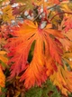 Клён японский семена (10 шт) (Acer japonicum) пальмолистный - изображение 2