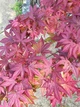 Клён японский семена (10 шт) (Acer japonicum) пальмолистный - изображение 3