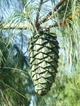 Сосна Арманда семена (10 шт) (Pinus armandii) белая китайская кедровая сосна Армана - изображение 10