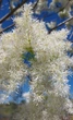Ясень белоцветный семена (20 шт) (Fraxinus ornus) белый манный или манновый - изображение 2