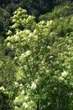 Ясень белоцветный семена (20 шт) (Fraxinus ornus) белый манный или манновый - изображение 3